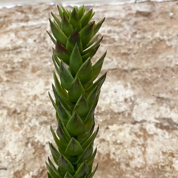 Faux Araucaria Araucana Stem