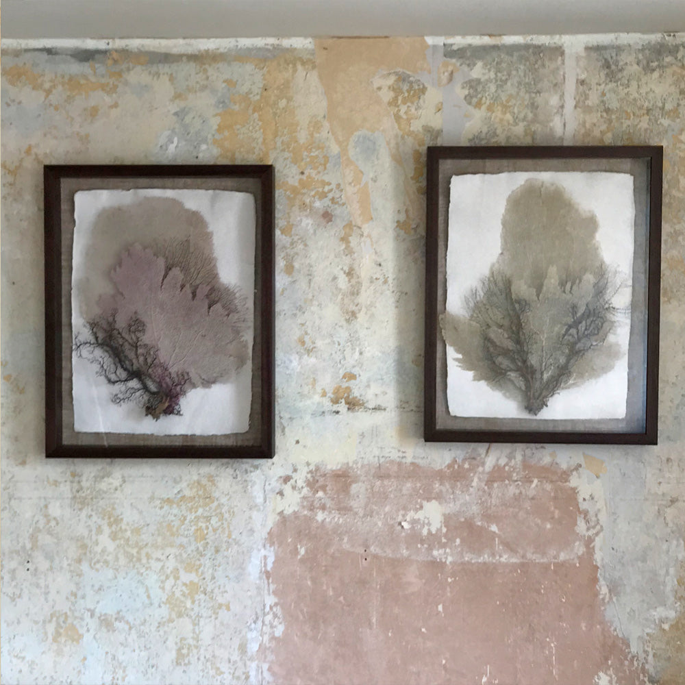 PELICAN ISLAND Framed Layered Seafans