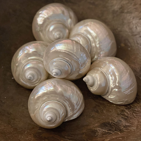 Pearl Borghese Shell
