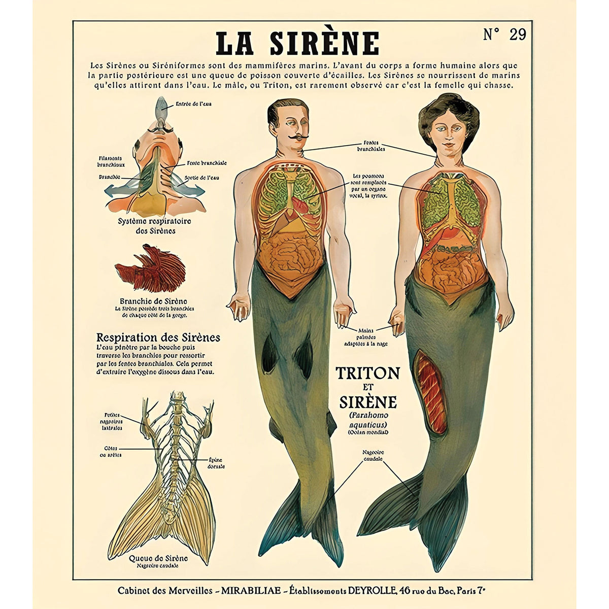 La Sirene Metal Print – Doris Brixham
