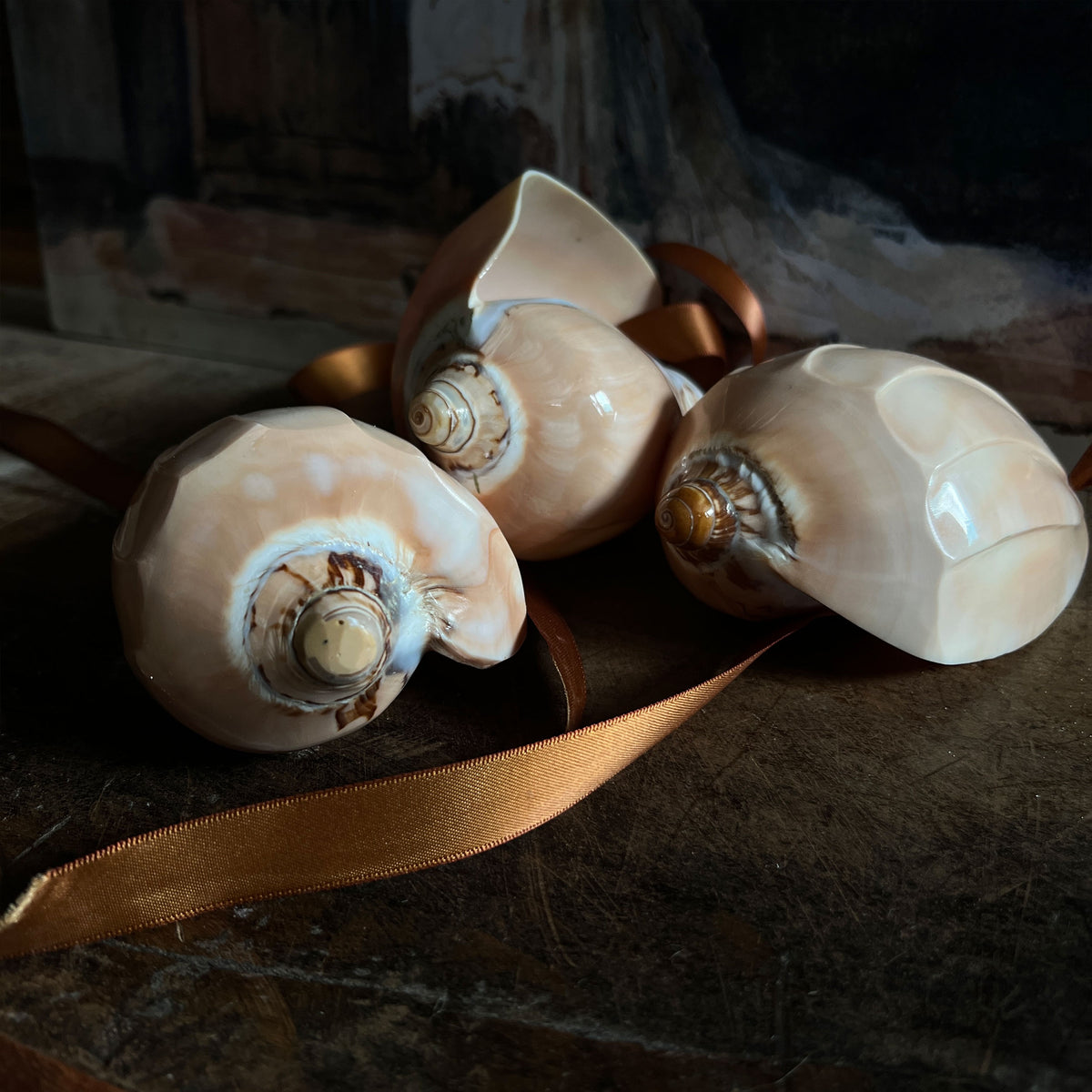 Polished Ridged Sea Snail Shell – Doris Brixham
