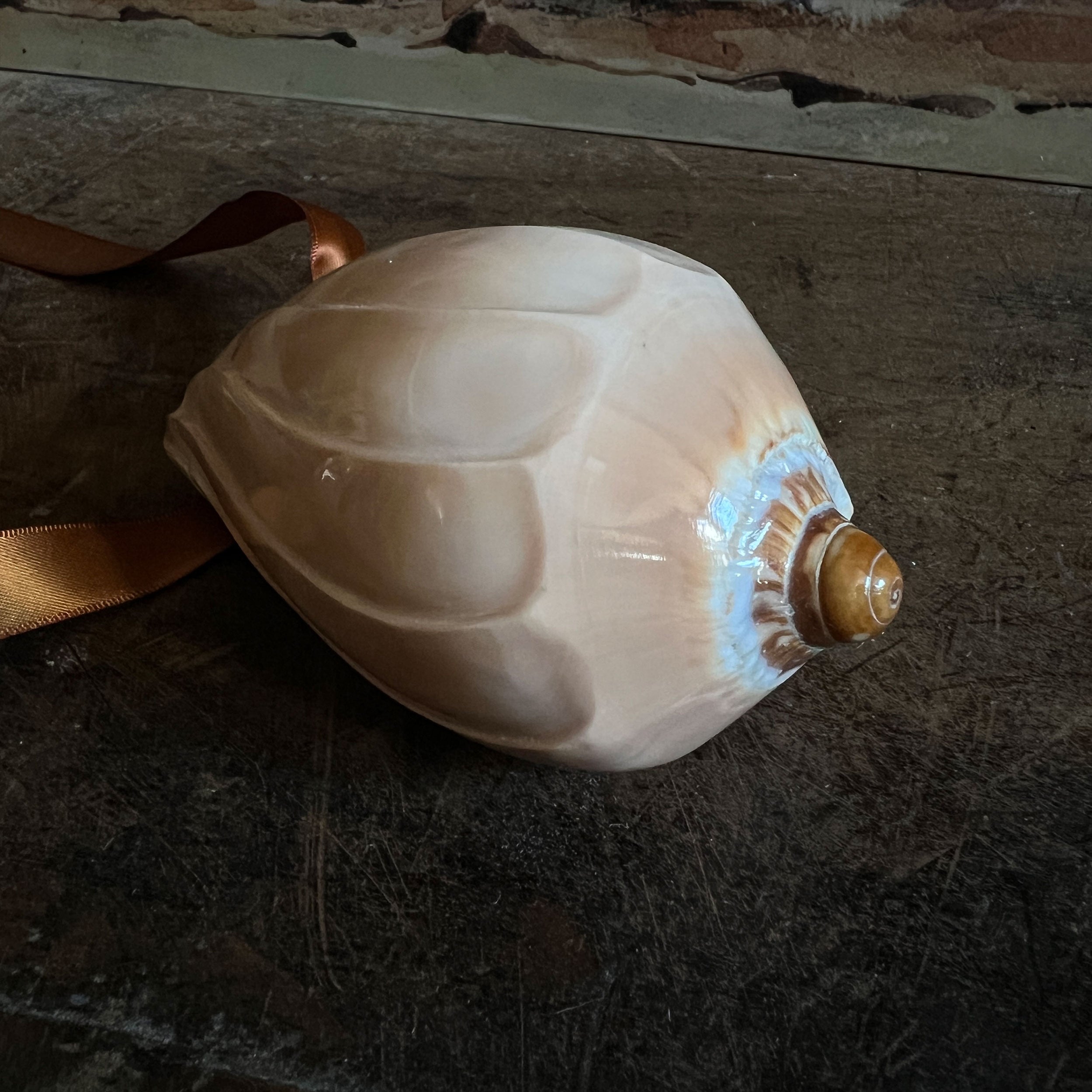 Polished Ridged Sea Snail Shell – Doris Brixham