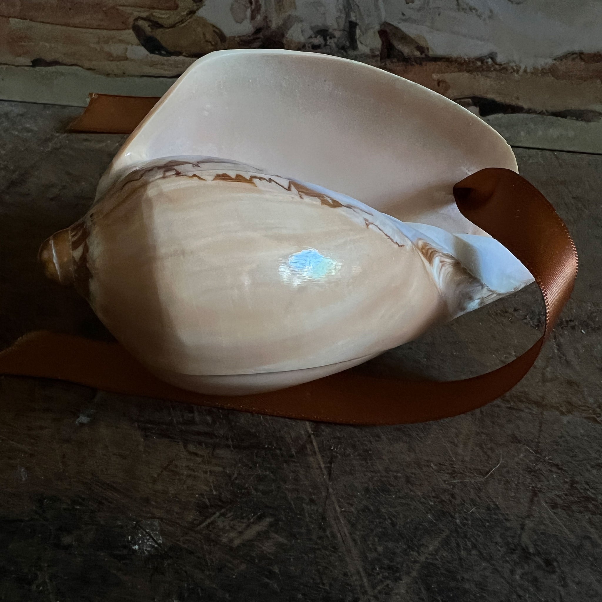 Snail Ridged Shell Polished Ridged Sea Snail Shell – Doris Brixham
