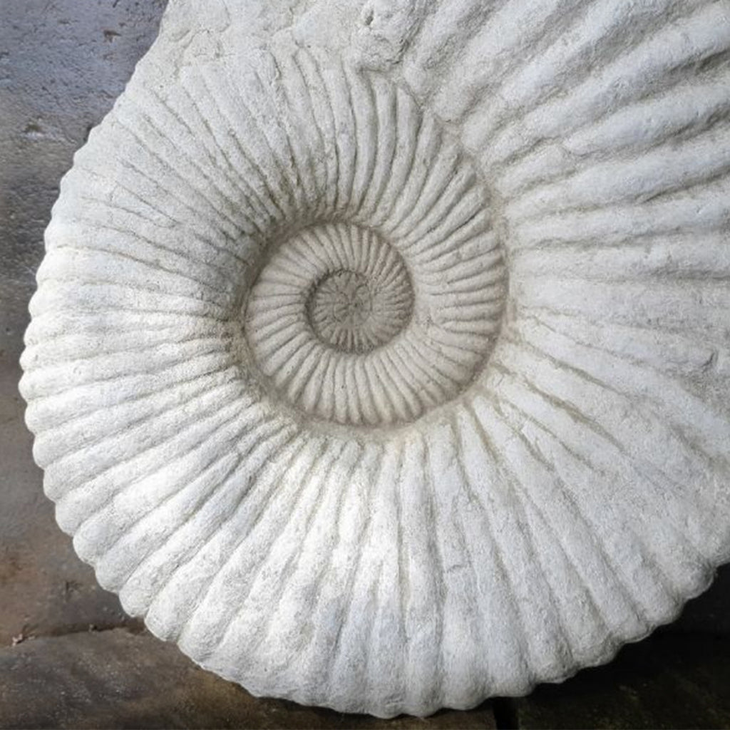 Stone Ammonite