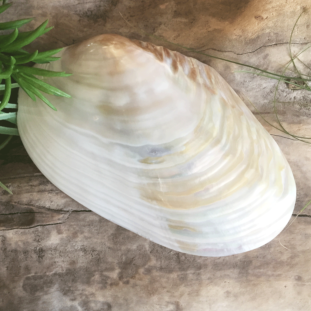 River Mussel Shell