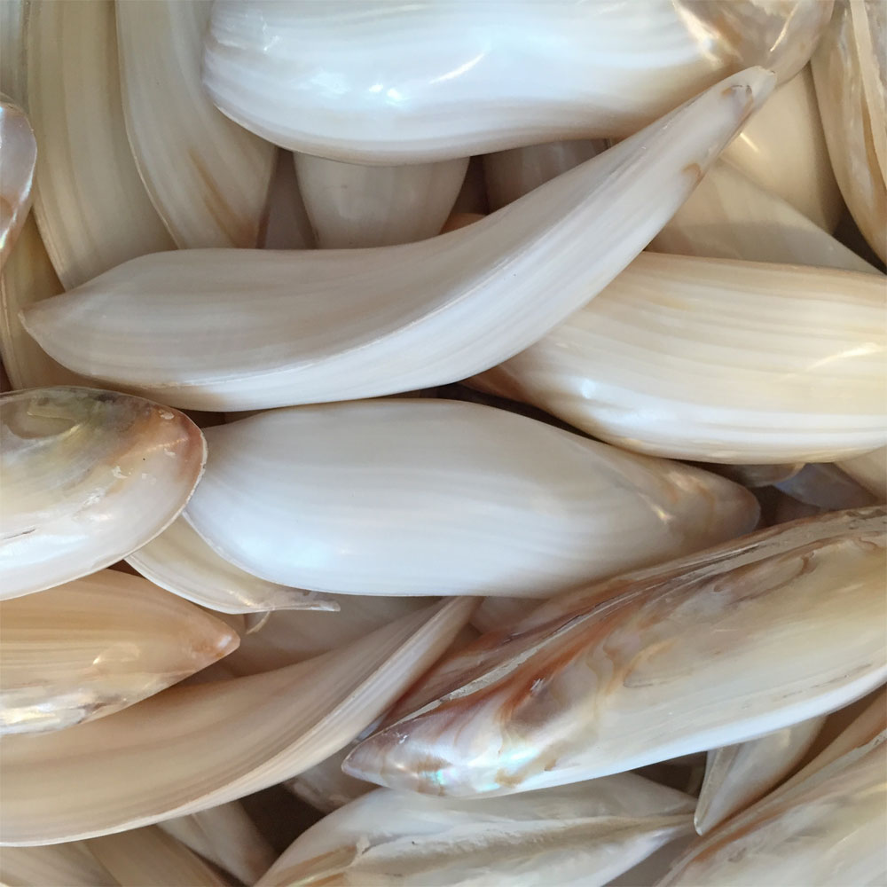 Polished Banana Twist Mussel Shell – Doris Brixham