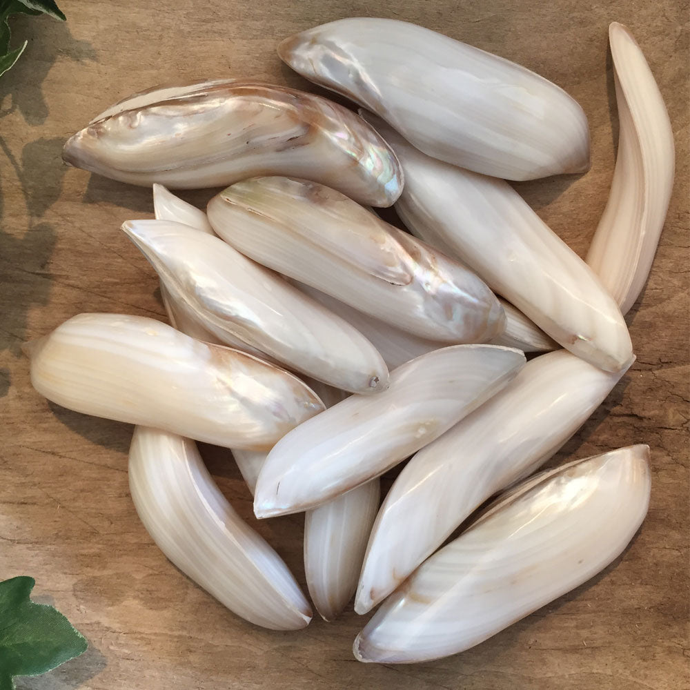 Polished Banana Twist Mussel Shell – Doris Brixham