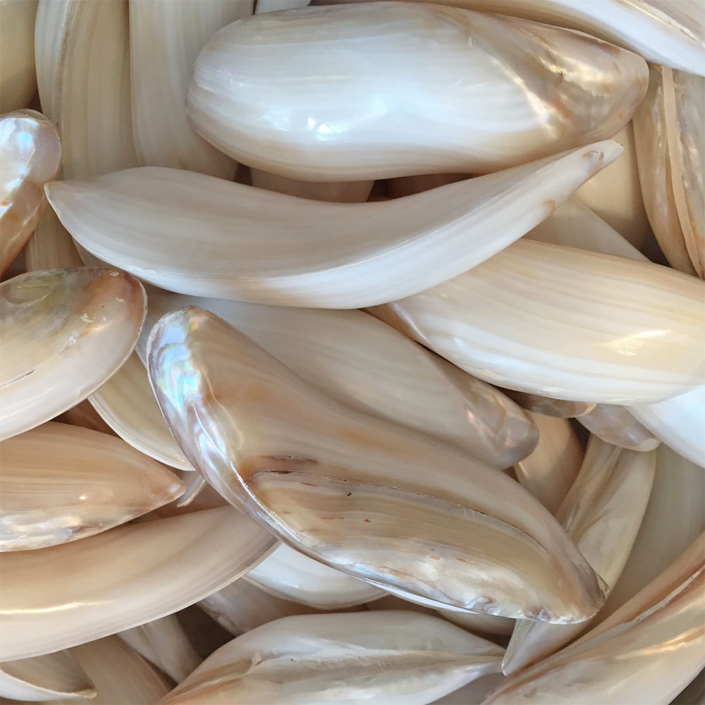 Polished Banana Twist Mussel Shell – Doris Brixham