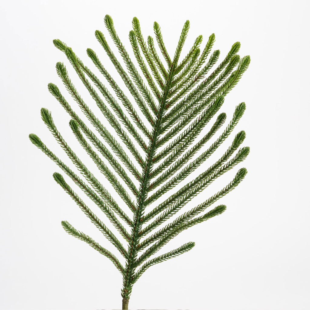 Faux Araucaria Branch