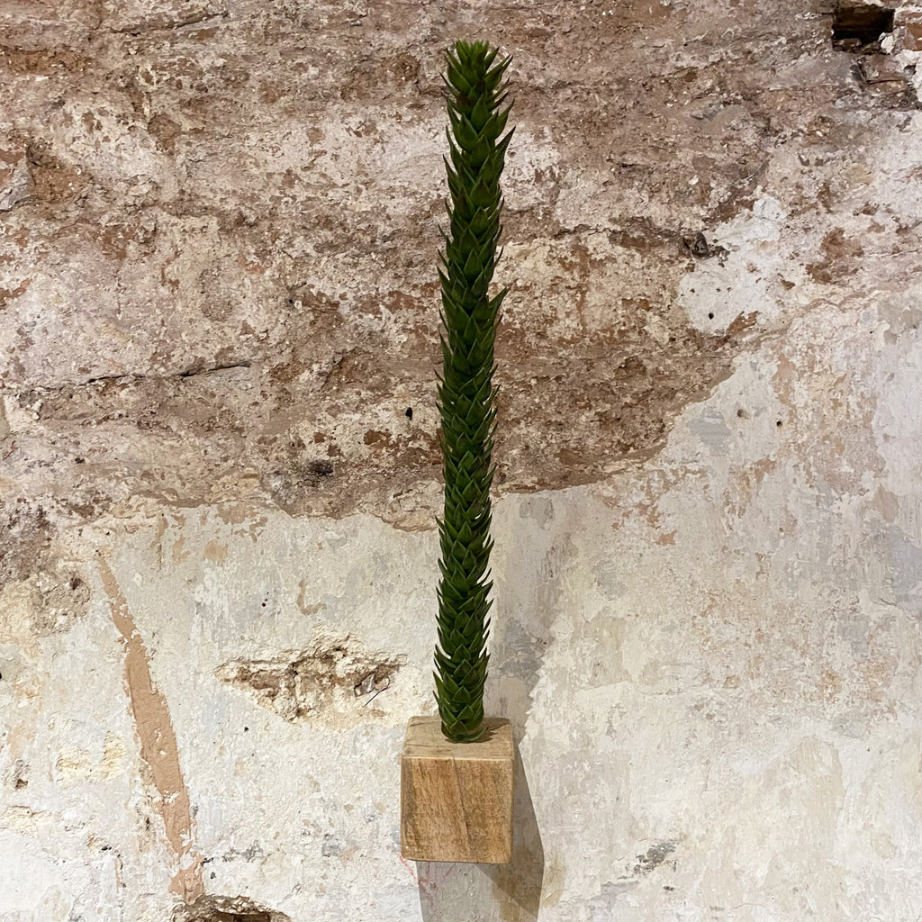 Faux Araucaria Araucana Stem