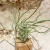 Faux Tillandsia Plant