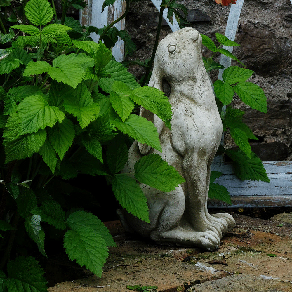 Moon Gazing Hare