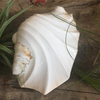 Polished Ridged Strombus Latissimus