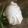 Polished Ridged Strombus Latissimus