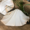 Polished Ridged Strombus Latissimus