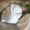 Polished Ridged Strombus Latissimus