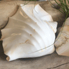 Polished Ridged Strombus Latissimus