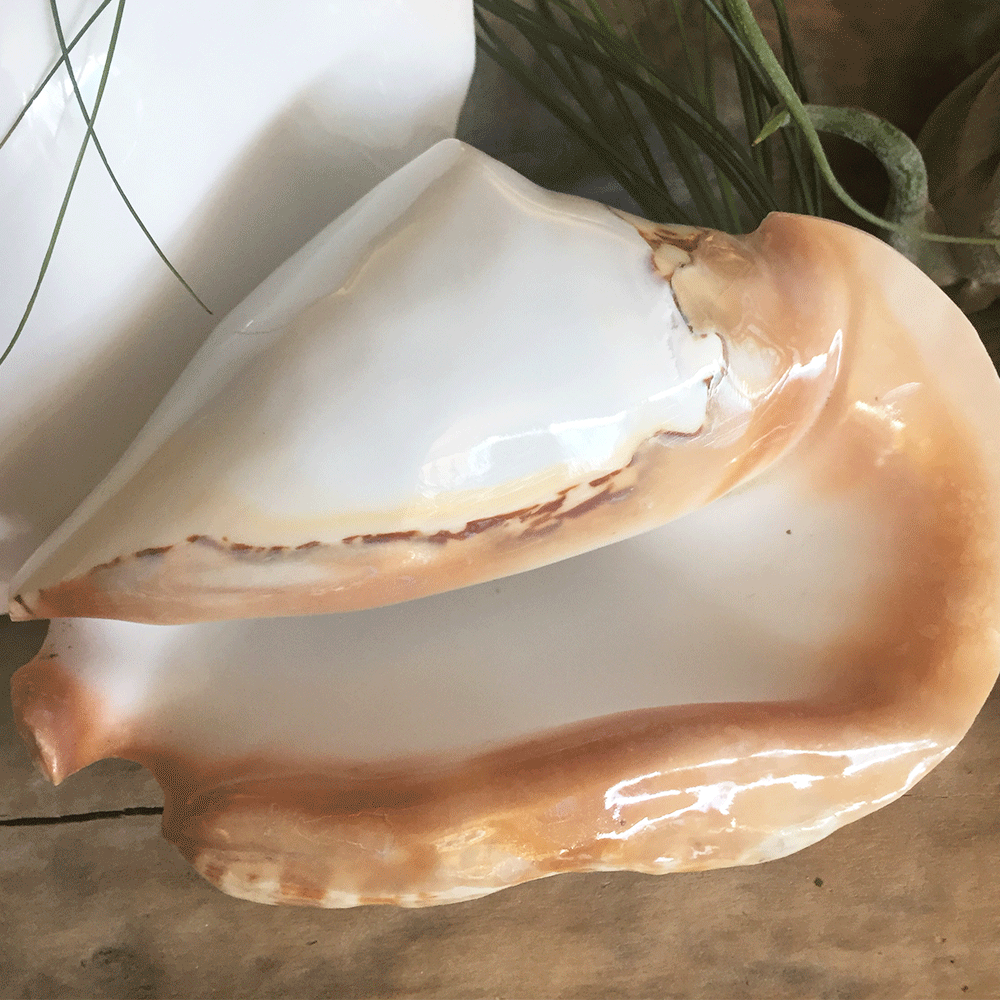 Polished Smooth Strombus Latissimus