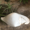 Polished Smooth Strombus Latissimus