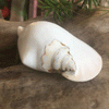 Polished Smooth Strombus Latissimus