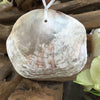 Placuna Shell