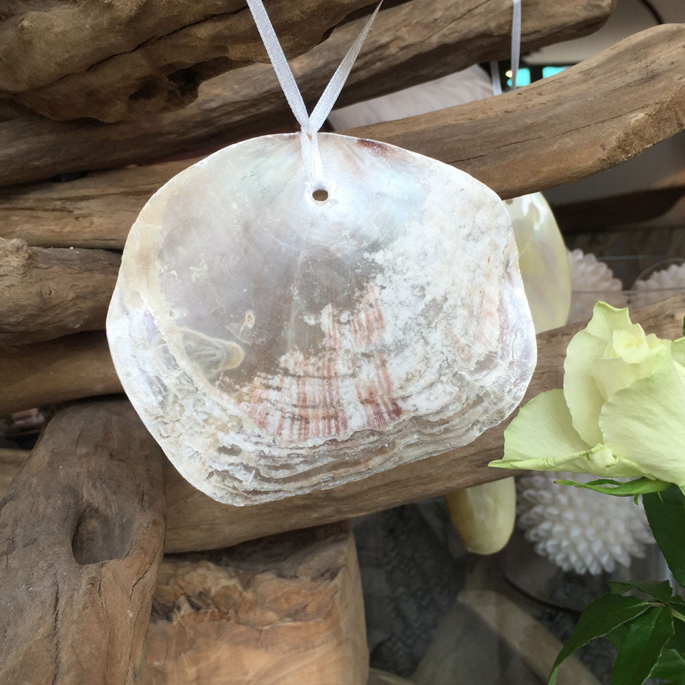 Placuna Shell