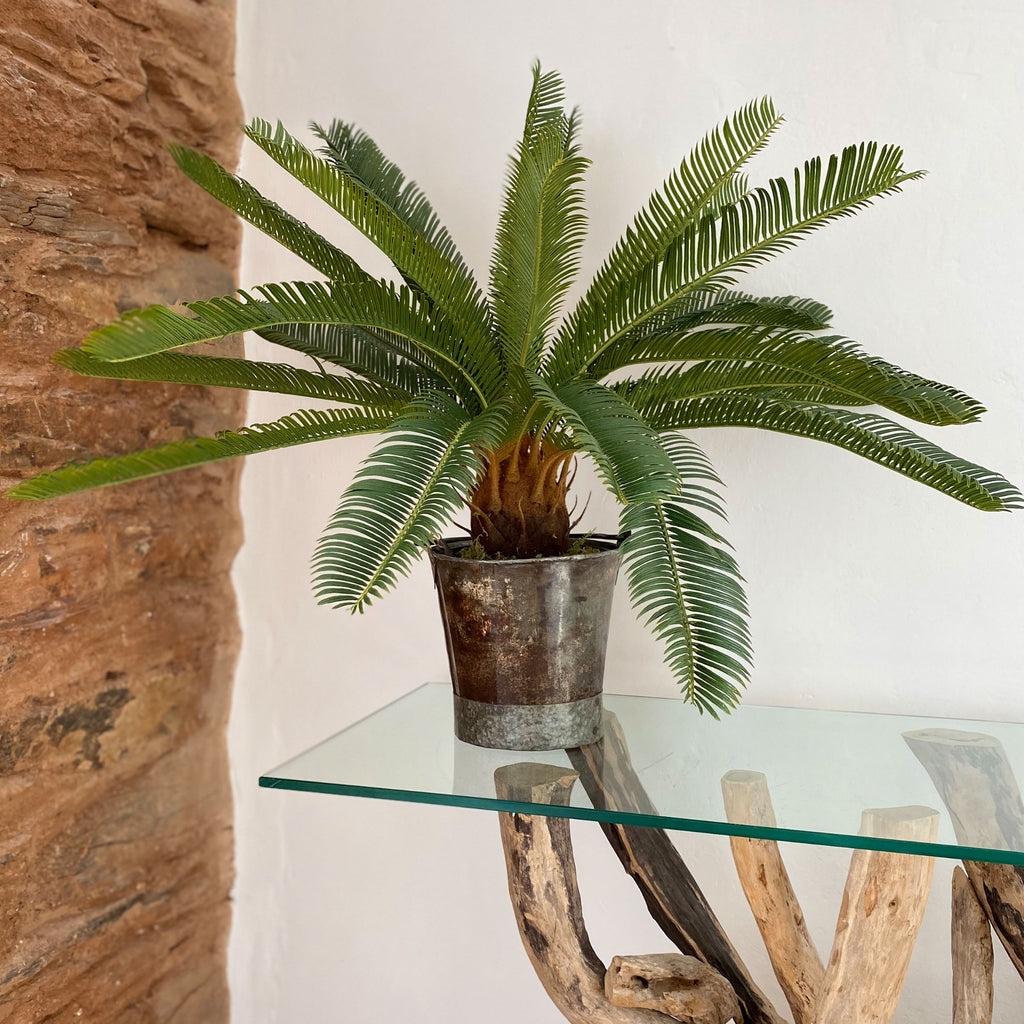 Small Cycas Potted Plant