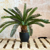 Small Cycas Potted Plant
