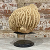 Antique Barrel Sponge A