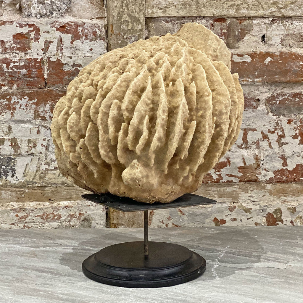 Antique Barrel Sponge A
