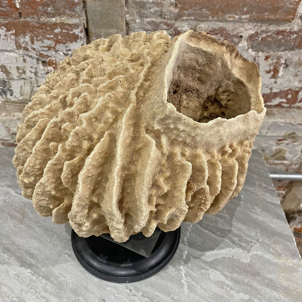 Antique Barrel Sponge A