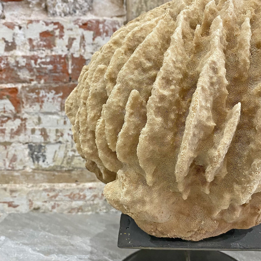Antique Barrel Sponge A