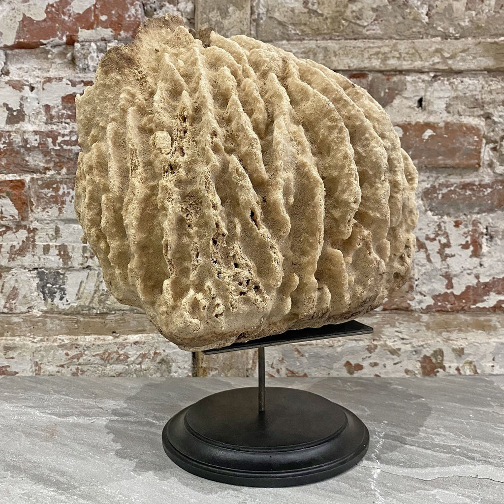 Antique Barrel Sponge A